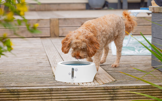 Your New Bowl Has Arrived, Now What?