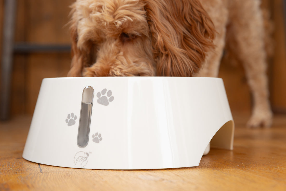 ultimate non-spill dog water bowl slow feeder for clean indoor and outdoor drinking for large dogs with long ears and travel