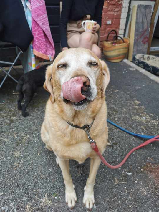 Barking and mad – innovation for fantastic pets! – ultimate non-spill dog water bowl slow feeder for clean indoor and outdoor drinking for large dogs with long ears and travel